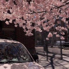 a car is parked in front of a flowering tree