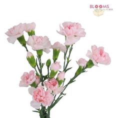 pink carnations in a vase on a white background