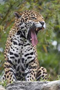 a large leopard with its mouth open and it's tongue out sitting on a rock