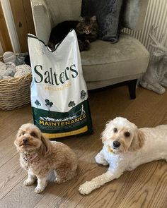 two dogs and a cat sitting on the floor next to a bag of salted's