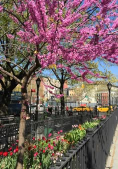 the trees are blooming in the city park