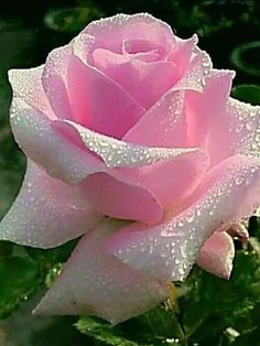 a pink rose with water droplets on it