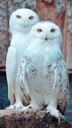 two white owls sitting on top of a rock next to each other with yellow eyes