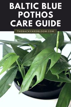 How to Care for a Baltic Blue Pothos Baltic Blue Pothos, Pathos Plant, Blue Pothos, Pothos Care, Pothos Plant Care, Plants Grown In Water, Tropical House Plants, Lucky Plant, Epipremnum Pinnatum