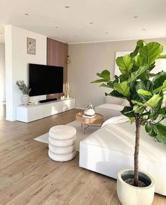 a living room filled with furniture and a large plant in the middle of the room