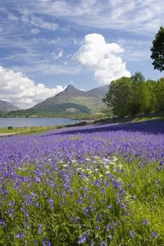 purple flowers in the foreground and mountains in the background, with blue skies above