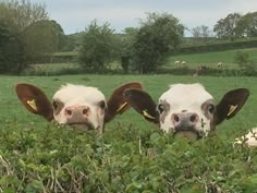 three cows standing in the middle of a lush green field