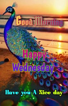 a colorful peacock standing on top of a beach next to the ocean with words good morning happy wednesday have you a nice day