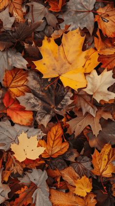 many different colored leaves laying on the ground