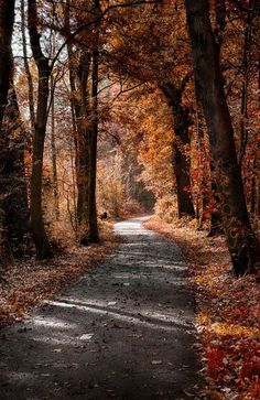 a dirt road surrounded by trees with leaves on the ground