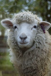 a close up of a sheep looking at the camera with trees in the back ground