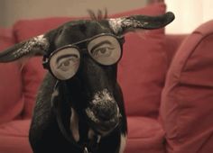 a dog with glasses on it's head sitting in front of a red couch