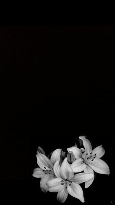 black and white photograph of flowers in water with dark backround behind the image