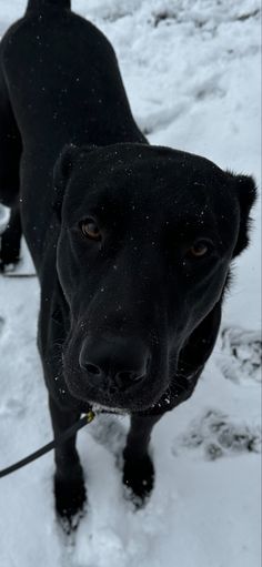 a black dog standing in the snow with his leash tied to it's face