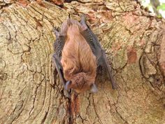 a brown bat hanging upside down on a tree trunk with its head stuck in the bark