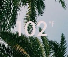 palm trees are shown with the number twelve on them