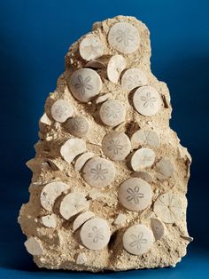 a rock with sand and shells carved into it's sides on a blue background