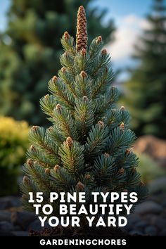 15 Types of Pine Trees That Are Perfect For Your Yard Backyard Pine Trees, Landscaping With Pines, Simple Evergreen Landscaping, Pine Tree Varieties, Planting Pine Trees, Ornamental Pine Trees, Backyard Pine Trees Landscaping Ideas, Potted Evergreen Trees, Small Pine Trees Landscaping