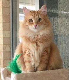 an orange cat sitting on top of a window sill next to a green toy