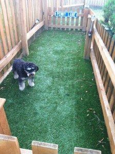 a black and white dog standing in the middle of a small yard with green grass