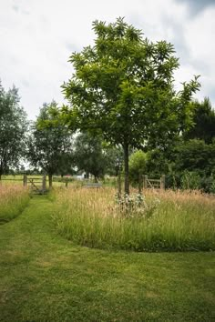 an empty path in the middle of a grassy field with trees and bushes on either side