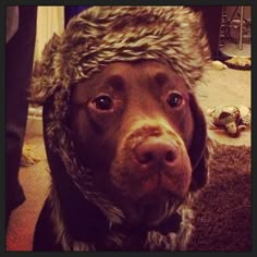 a brown dog wearing a furry hat on top of it's head and looking at the camera