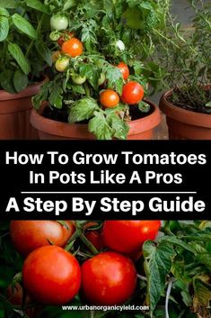 tomatoes growing in pots with the title how to grow tomatoes in pots like a pros