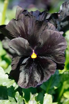 a close up of a black flower with green leaves in the foreground and yellow center