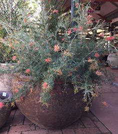 a large potted plant sitting on top of a brick floor