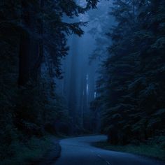 a road in the middle of a forest with tall trees on both sides at night