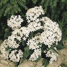 the white flowers are blooming on the rocks