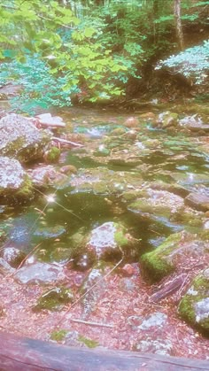 a stream running through a forest filled with lots of green plants and rocks covered in moss