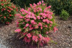 pink flowers are blooming in the garden