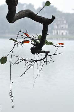 a tree branch with some red flowers growing on it and water in the back ground