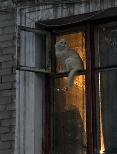 a white cat sitting on top of a window sill next to a brick building