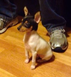 a small dog sitting on top of a wooden floor next to someone's feet