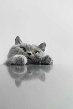 a gray cat laying on top of a table