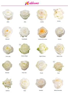 White Roses Variety - EbloomsDirect White Roses Meaning, Tibet Rose, Vendela Roses, Peace Rose, Wholesale Roses, Chocolate Roses, Rose Varieties