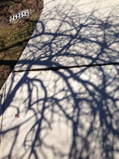 the shadow of a tree on a sidewalk