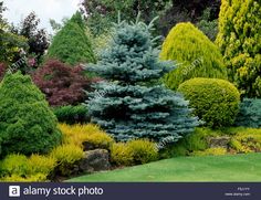 various types of trees and shrubs in a garden