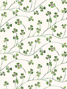 four leaf clovers on a white background with green stems in the foreground and small leaves at the far end