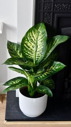 a potted plant sitting on top of a table