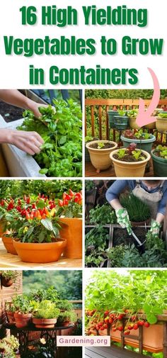 various pictures of vegetables growing in containers with text overlay that reads 16 high yielding vegetables to grow in containers