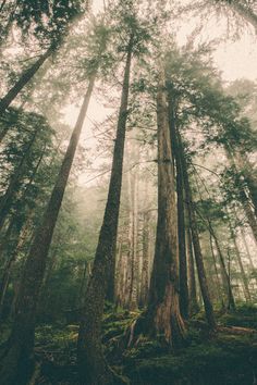 the sun shines through the tall trees in the forest on a foggy day