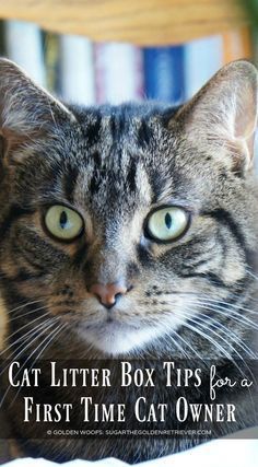 a cat sitting on top of a bed next to a bookshelf with the title cat litter box tips for a first time cat owner