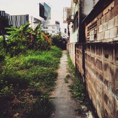 an alley way in the middle of a city with tall buildings on either side and green grass growing along both sides