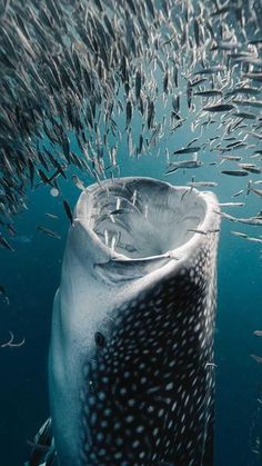 a large group of fish swimming next to a whale