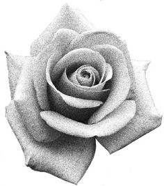 a black and white photo of a rose with petals in the center, on a white background