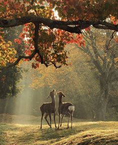 two deer standing in the middle of a field under a tree with sunbeams