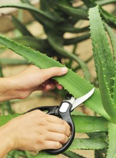 a person is cutting leaves with scissors on a plant that's ready to be cut